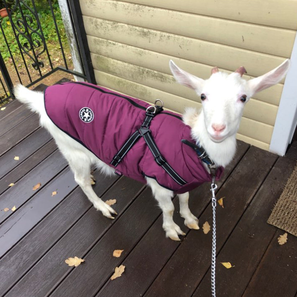 Waterproof Dog Clothes Winter Dog Coat With Harness Warm Pet Clothing Big Dog Jacket Chihuahua Labrador Coat Costume - 0 - CJ