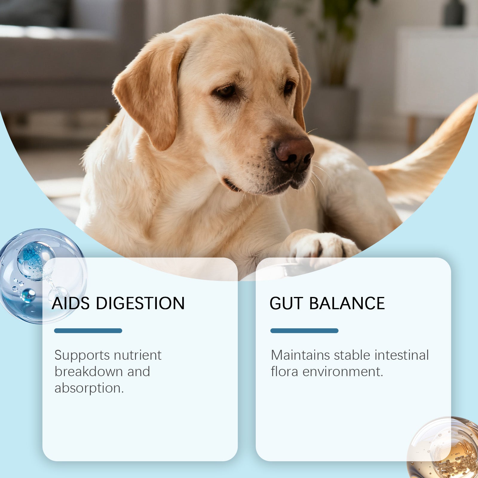 Dog Intestinal Health Soft Granules - 0 - CJ