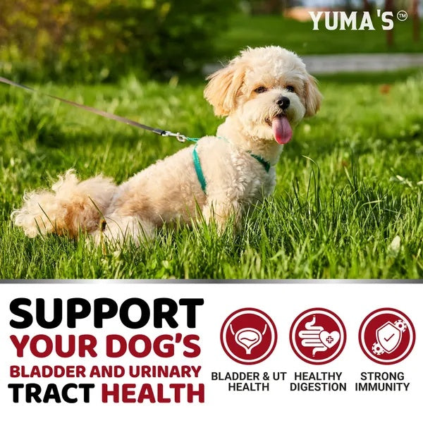 Dog UTI Treatment 170 Treats Cranberry Supplement For Dogs Bladder Control For Dogs - 5 - CJ