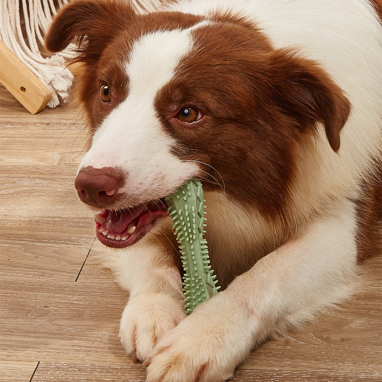 Chew Toys For Dog Teeth Cleaning - 0 - CJ