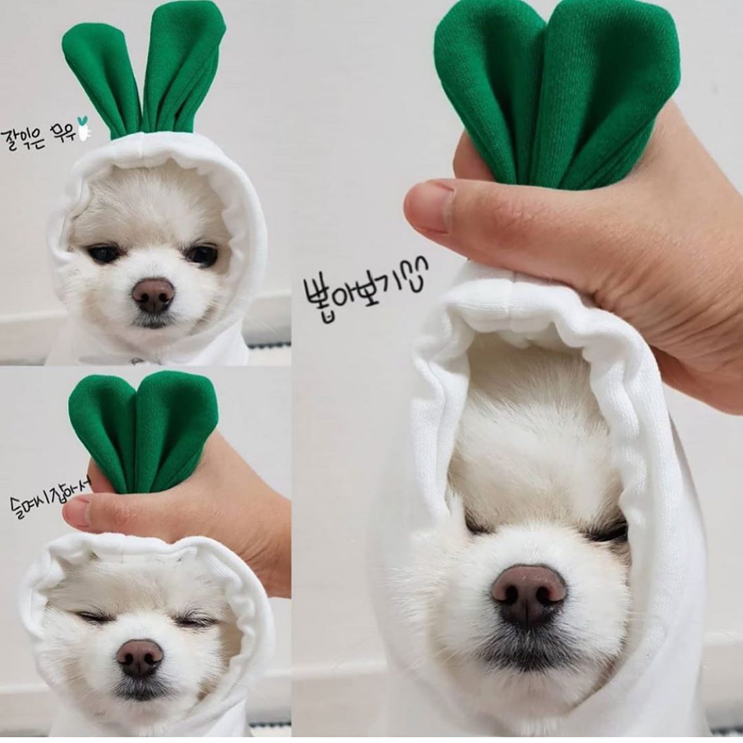 Cute Fruit Dog Clothes For Small Dogs Hoodies Winter Warm Fleece Pet Clothing Puppy Cat Costume Coat For French Chihuahua Outfit - 0 - CJ