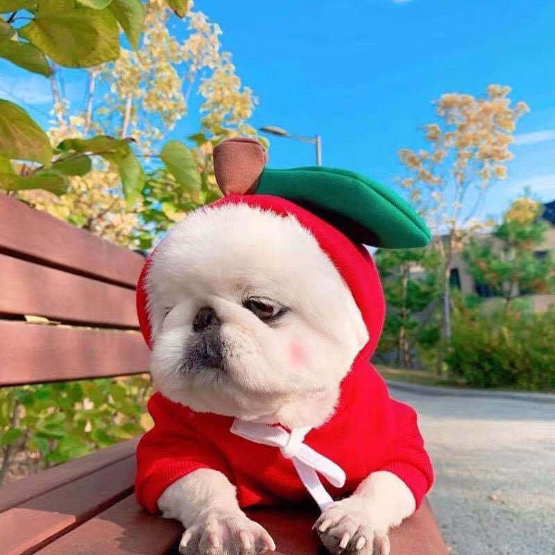 Cute Fruit Dog Clothes For Small Dogs Hoodies Winter Warm Fleece Pet Clothing Puppy Cat Costume Coat For French Chihuahua Outfit - 0 - CJ