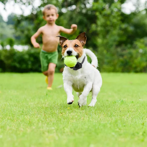 Wireless Electric Dog Fence Pet Shock Boundary Containment System Electric Training Collar For Small Medium Large Dogs - 5 - CJ