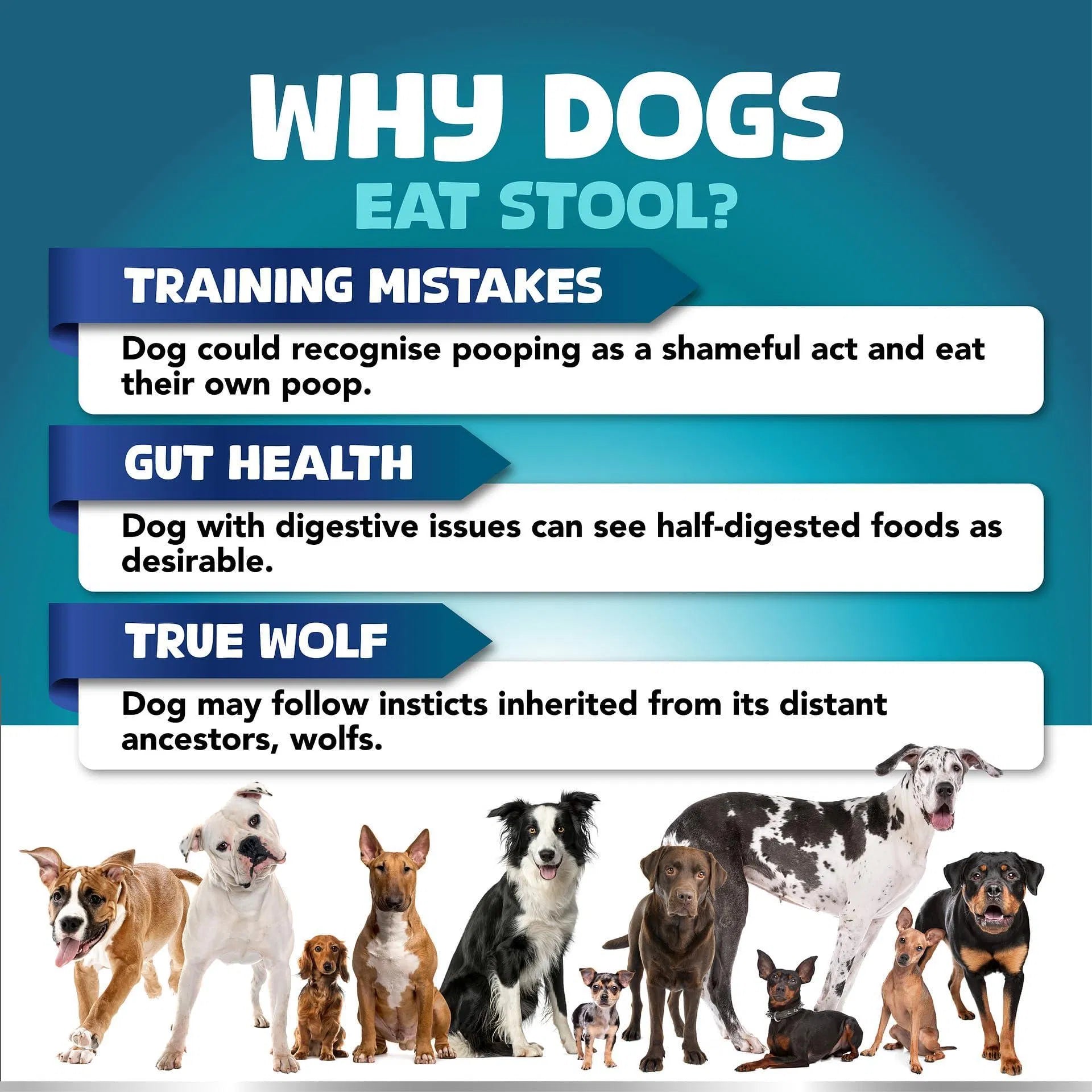 No Poo Chews For Dogs Stop Poop Eating Behavior Probiotics And Digestive Enzymes For Dogs Bad Breath Support For All Breeds Digestive And Gut Health Supplement 180 Soft Chews - 5 - CJ