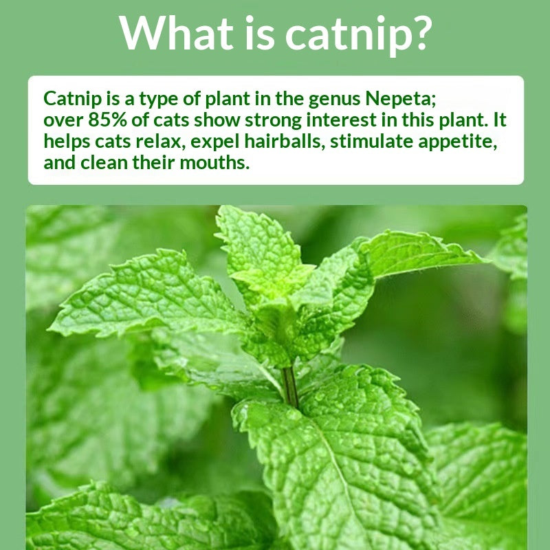 Catnip Cat Grass Cat Snacks Help With Hairball Removal And Oral Cleaning - 0 - CJ