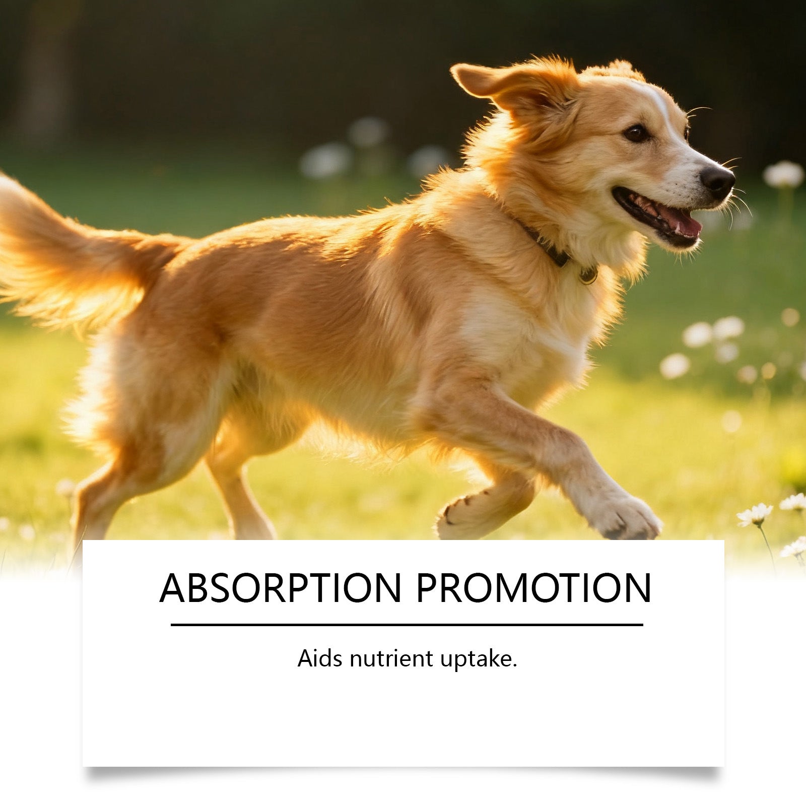 Dog - specific Immune Herbal Drops - 0 - CJ