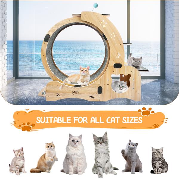 Cat Wheel 6 - in - 1 Cat Sports Wheel, Upgraded Indoor Cat Wheel Sports Device - 5 - CJ