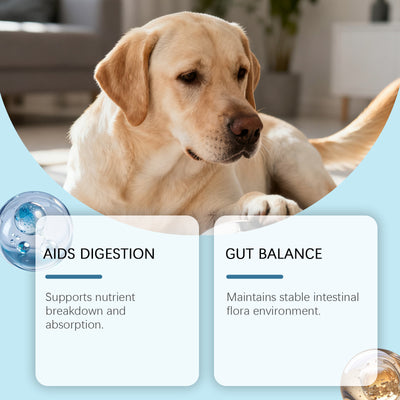 Dog Intestinal Health Soft Granules - 0 - CJ
