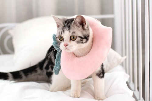 Adjustable Pet Neck Cone Recovery Pet Cat Recovery Collar Cat Soft Lemon Neck Cone Adjustable Pet E Collar After Surgery, Wound Healing Protective Cat Elizabethan Collar For Kitten & Puppy - 5 - CJ