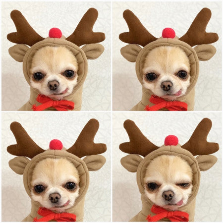 Cute Fruit Dog Clothes For Small Dogs Hoodies Winter Warm Fleece Pet Clothing Puppy Cat Costume Coat For French Chihuahua Outfit - 0 - CJ