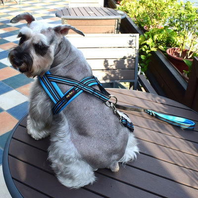 Dog Leash Vest - style Chest Harness - 0 - CJ