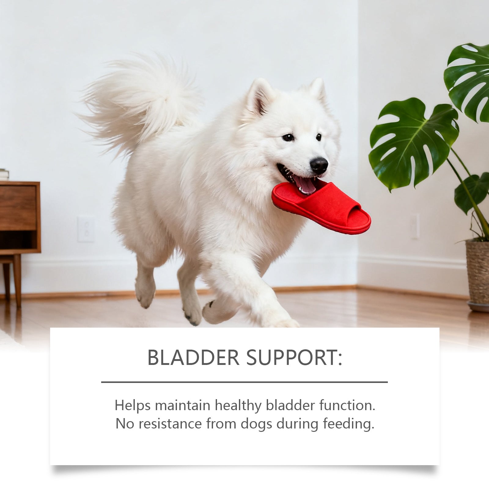 Dog - friendly Urinary Relief Drops - 0 - CJ