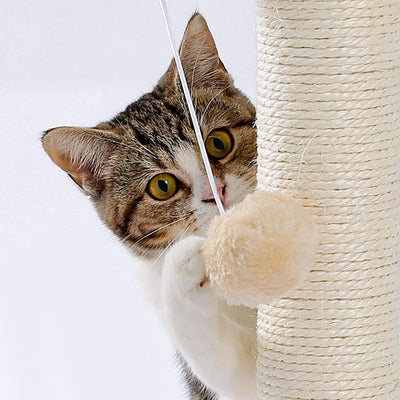 Indoor Cat Soft Scratching Board And Interactive Ball Track Toy Cat Rest And Grooming Supplies - 5 - cjdroshippping