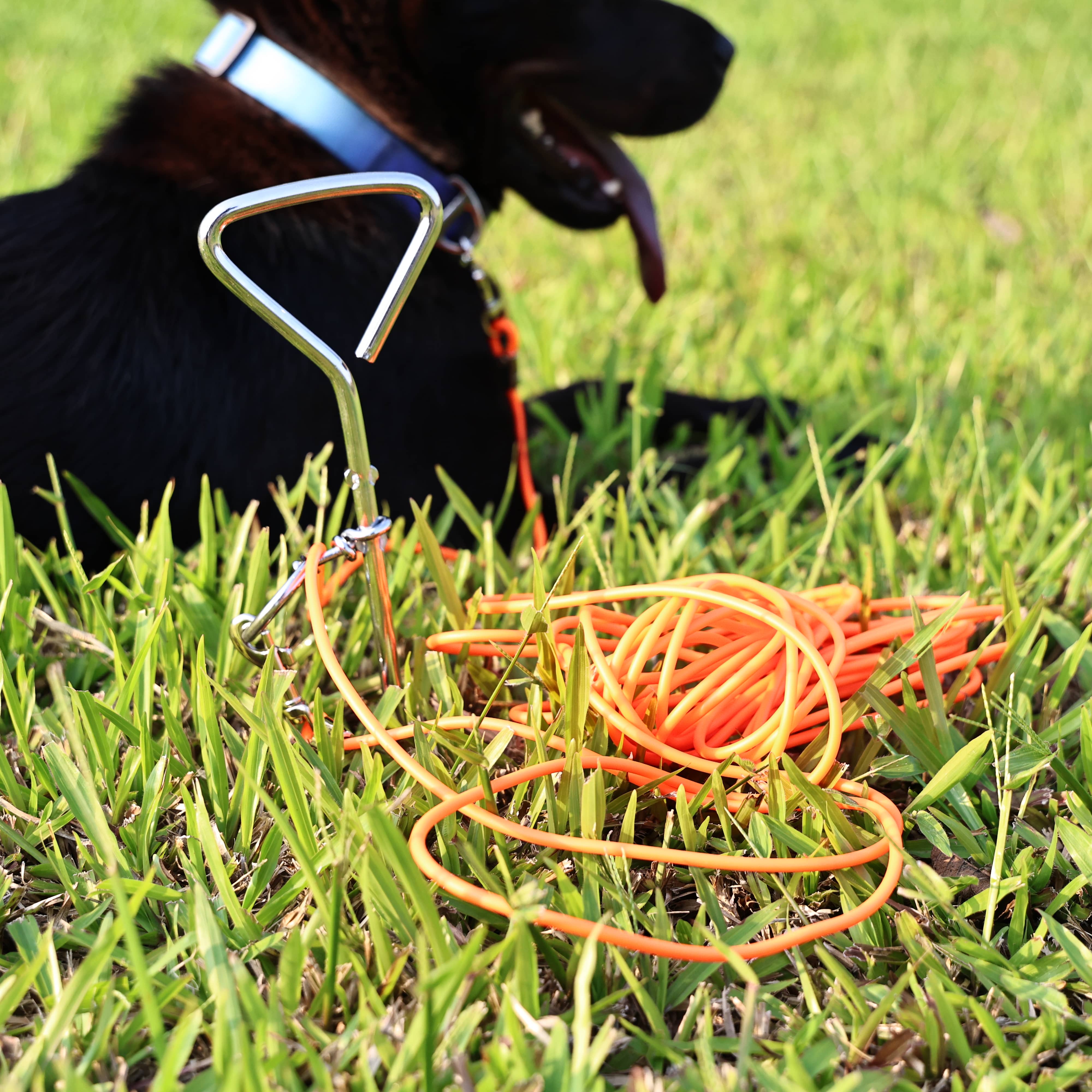 Ground Stake Fixed Dog Leash Allows Your Beloved Dog To Play More Freely - 5 - CJ