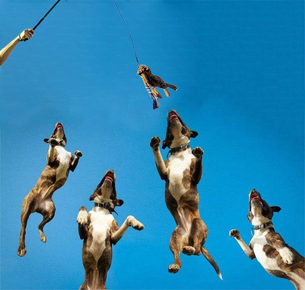 Dog Extendable Teaser Wand Pet Flirt Stick Pole Puppy Chasing Tail Interactive Toy For Small Medium Large Dogs Training Playing Exercise - 5 - CJ
