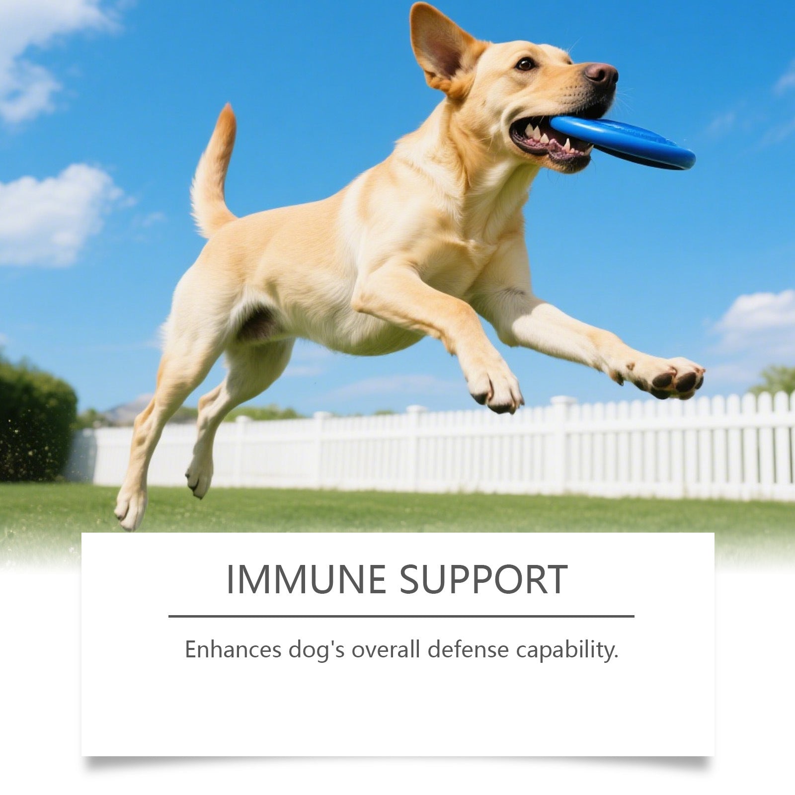 Dog Intestinal Health Soft Granules - 0 - CJ