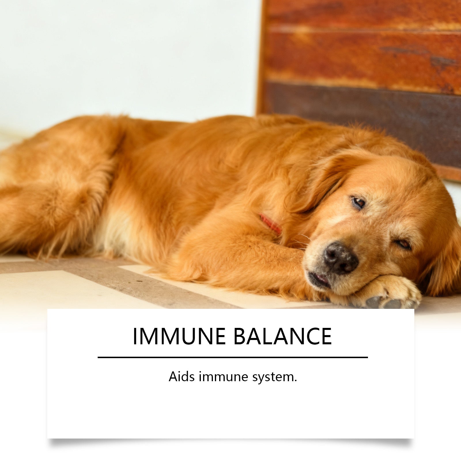Dog Urinary Herbal Relief Drops - 0 - CJ