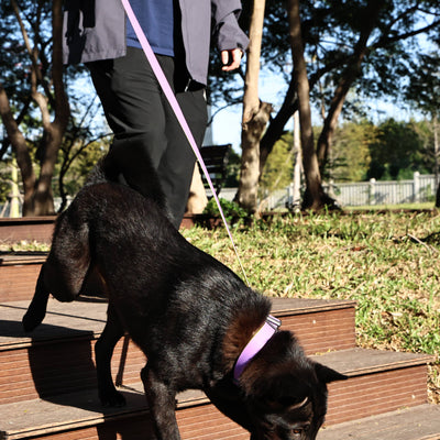 Honeycomb Embossed Dual - Color Pet Leash Set Is Stylish And Fashionable. The Embossed Surface Enhances The Leash's Grip, Preventing Slippage When Held. The Product Is Waterproof, Wear - resistant, Odor - r - 5 - CJ