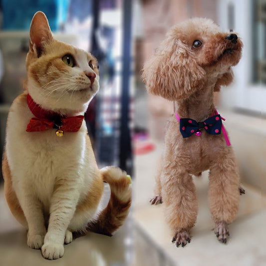 Pet accessories pet bow - 0 - CJ