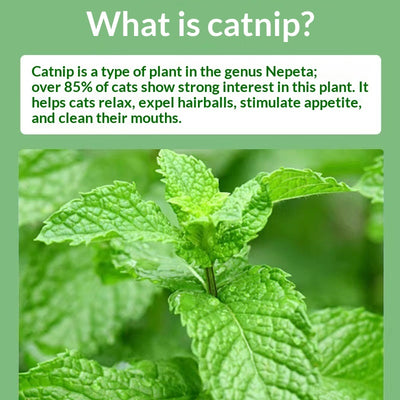 Catnip Cat Grass Cat Snacks Help With Hairball Removal And Oral Cleaning - 0 - CJ