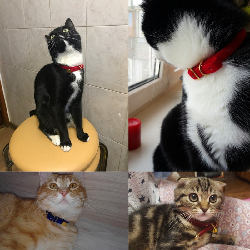 Pet supplies cat collar - 0 - CJ