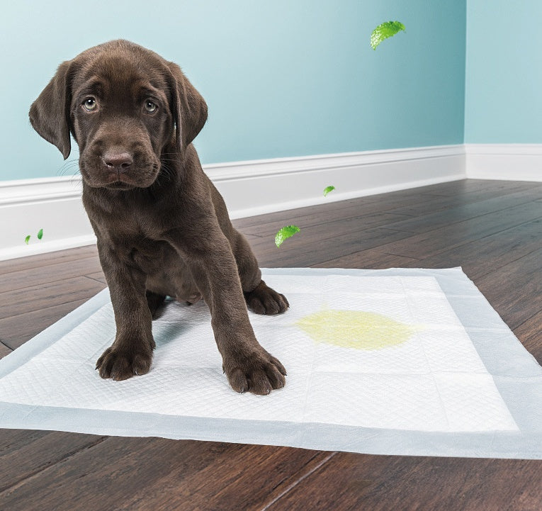 Pet Diapers Disposable Thickened Absorbent Urine Is Not Wet - 0 - CJ