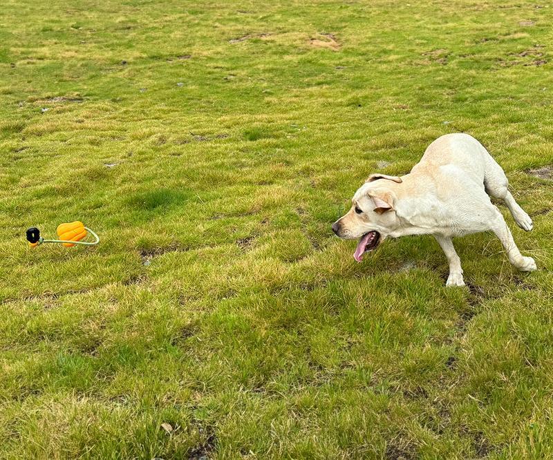 PROKEl Dog Rope Fetch Exercise ToyforMedium  Large Aggressive Chewers BreedDogsChew Interactive Toys Training Tug Of WarBallsindoor And Outdoor Halloween Dogtoyorange Plain Indestructible Dogtoy Super - 5 - CJ