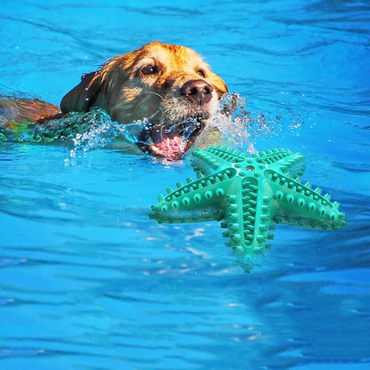 Dog Toys For Large Dogs Tooth Cleaning Chew Funny Interactive Training Starfish Toy Accessories Squeaky Toys TPR Toys - 5 - CJ