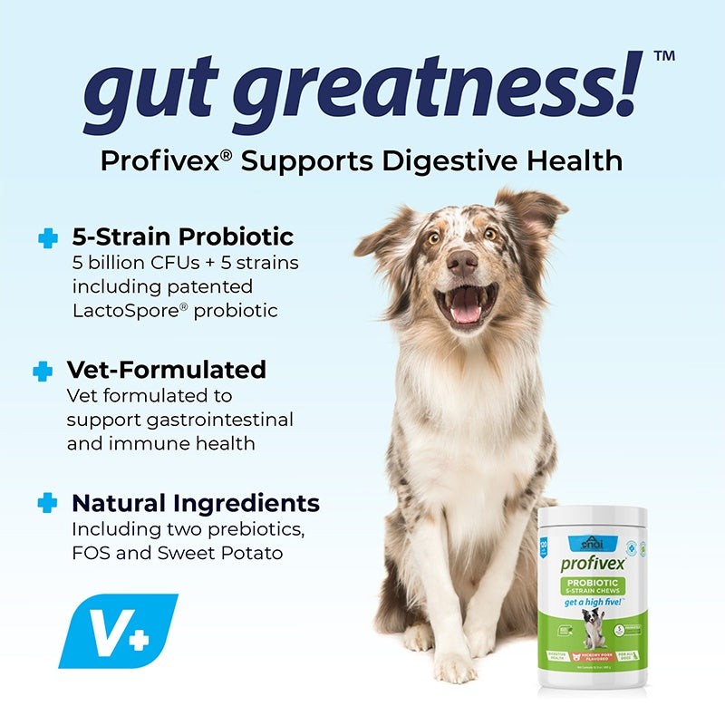 OEM Hot Sales Probiotics Chews For Pets Customized Shape For Digestive Health Pets Supplement Healthy Gut For Dogs - 5 - CJ