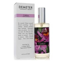 Demeter Cattleya Orchid ( )