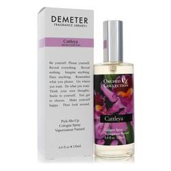 Demeter Cattleya Orchid ( )