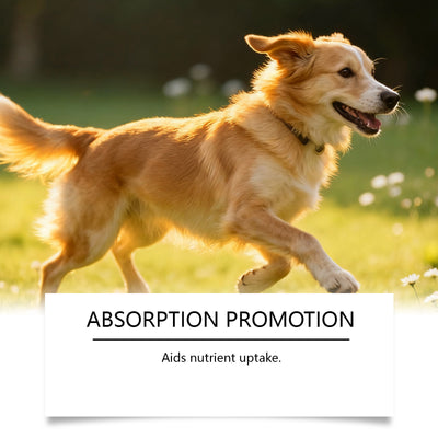 Dog - specific Immune Herbal Drops - 0 - CJ