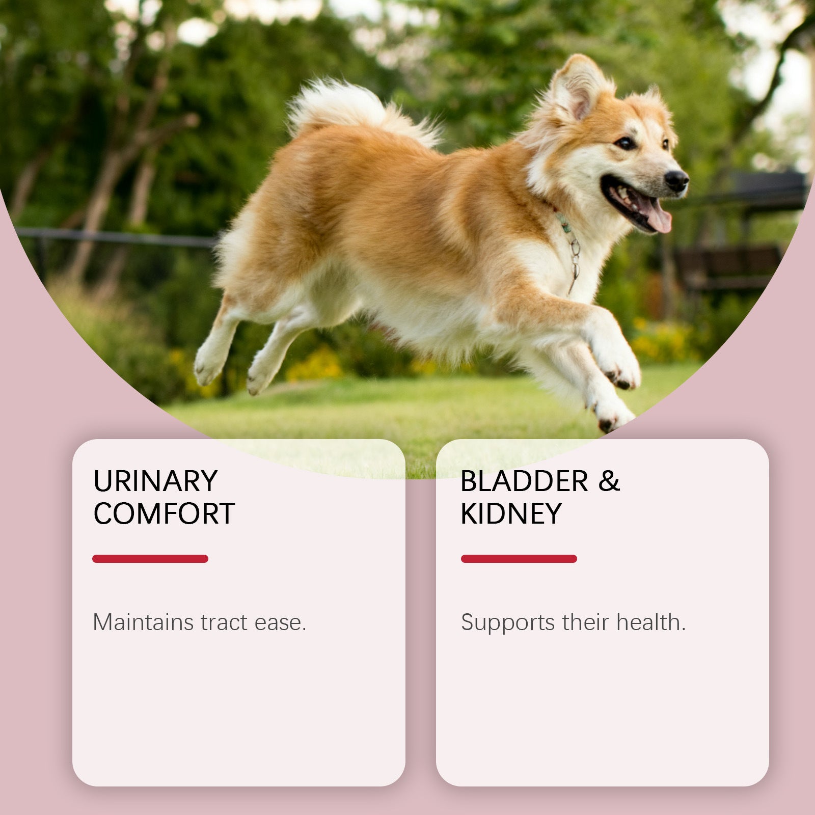 Dog Urinary Herbal Relief Drops - 0 - CJ