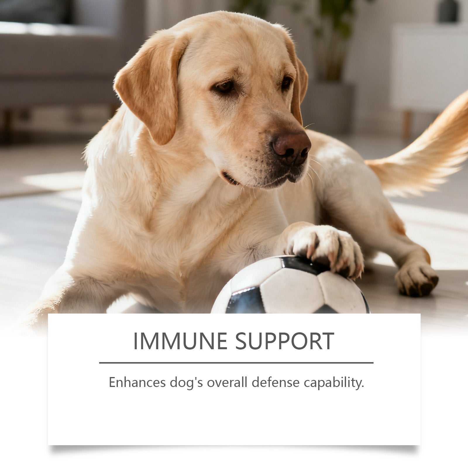 Daily Probiotic Soft Granules For Dog Gut Health - 0 - CJ
