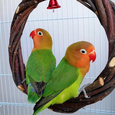 Bird Standing Frame Rattan Ring Chewing Toy Bird Cage - 0 - CJ - About 20cm in ziplock bags - CJNY125213704DW